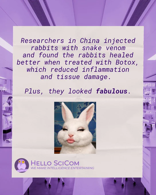 A purple tinted background of a research lab underlying a science joke written in a topical, late-night TV show style, highlighting science comedy. The joke reads "Researchers in China injected rabbits with snake venom and found that rabbits healed better when treated with Botox, which reduced inflammation and tissue damage. Plus, they looked fabulous," with an image of a rabbit with lip filler and fake lashes