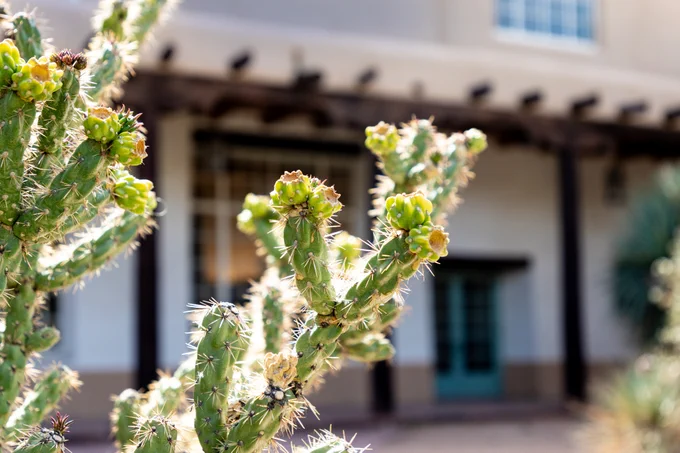 A close-up of a flowering cactus in front of an Adobe-style building with a wooden beam roof.
