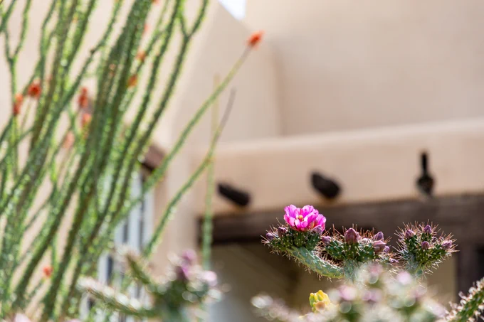 Close-up of a blooming cactus with vibrant pink flowers, set against a soft-focus background of an adobe building and a tall, green cactus.