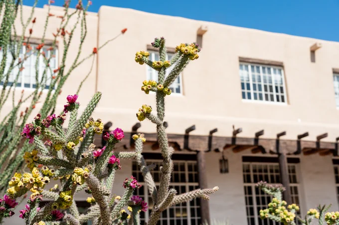 Blooming cacti in the foreground with a traditional Adobe-style building in the background under a clear sky.