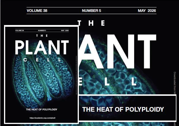 At the end of male meiosis in the anther, plants produce 4 haploid (n) cells that are held together in a tetrad structure surrounded by a callose wall. Confocal image coloured by SR2200 stain in blue, contrasted with green autofluorescence signal. In the current issue, Schindfessel et al. analyse how heat stress interferes with normal meiotic cell cycle progression and leads to the production of diploid (2n) male gametes and polyploid offspring in the natural Arabidopsis thaliana population. They uncover a role for TARDY ASYNCHRONOUS MEIOSIS in regulating the translation of major cell cycle genes at high temperature. Image credit: Cédric Schindfessel.