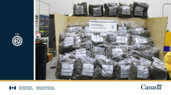 99 kg of cannabis