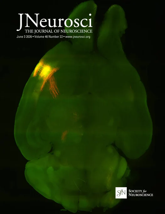 Cover image of The Journal of Neuroscience featuring a fluorescent image of a brain. The cover displays vibrant green and orange colors under dark lighting, highlighting neural structures.