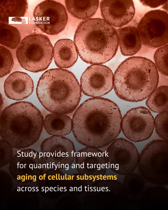"Study provides framework for quantifying and targeting aging of cellular subsystems across species and tissues." [Close-up of animal cells.]