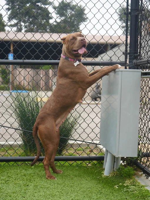Helen Woodward Animal Center is at Helen Woodward Animal Center.