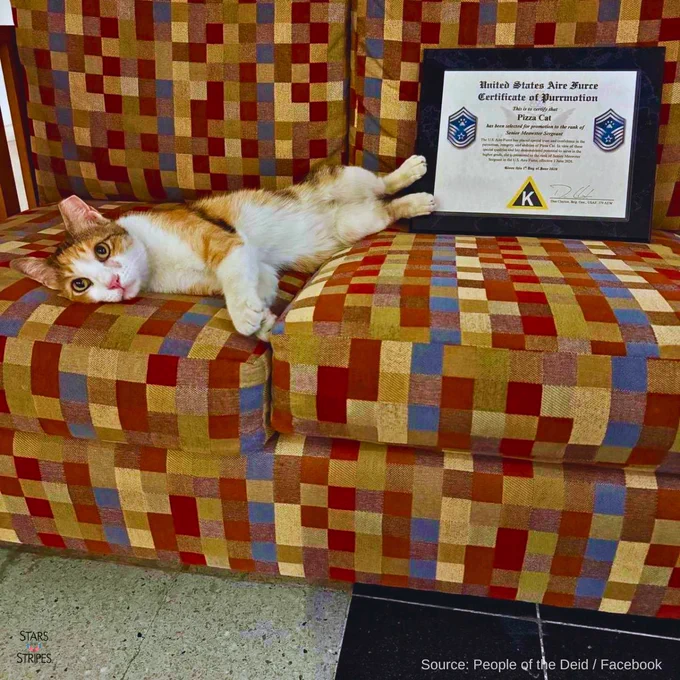 Photo of a calico cat with a tipped ear lounging on a red, yellow, and blue checkered couch. A framed certificate is propped up next to the cat. Source: People of the Deid/Facebook; Black Stars and Stripes logo