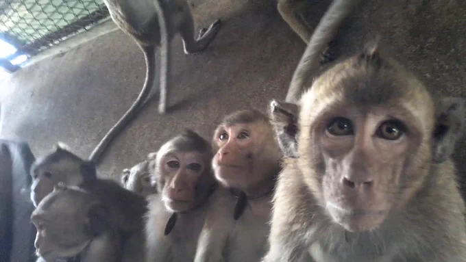 Long-tailed macaques in captivity, Cambodia: Cruelty Free International