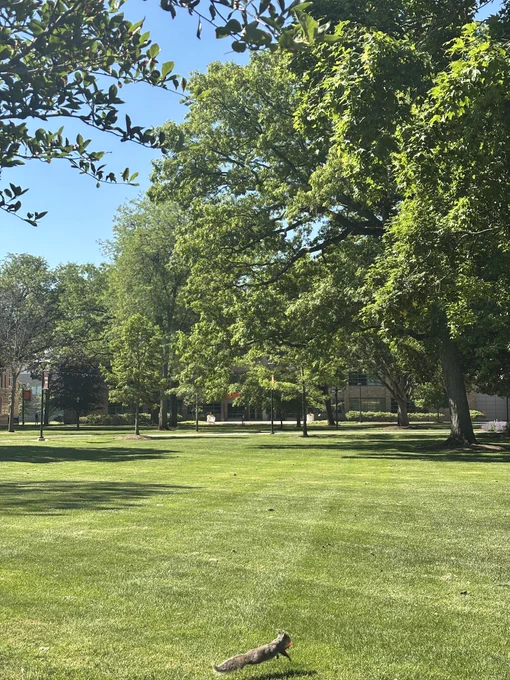 Squirrel running across BGSU campus