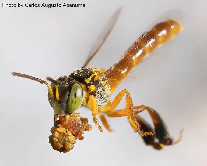 A close-up image of a yellow bee with a long, narrow abdomen in flight holding a small object in its mandibles, with fine details visible on its eyes and body. 