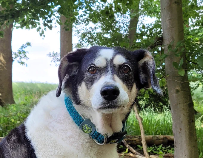 Schwarzweiße Beagle-Mix-Hündin guckt etwas konsterniert in die Kamera. Im Hintergrund Bäume und hellblauer Himmel.