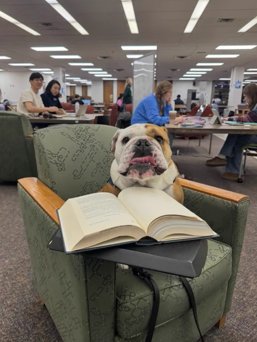 Jack sitting on a chair with a book open 

