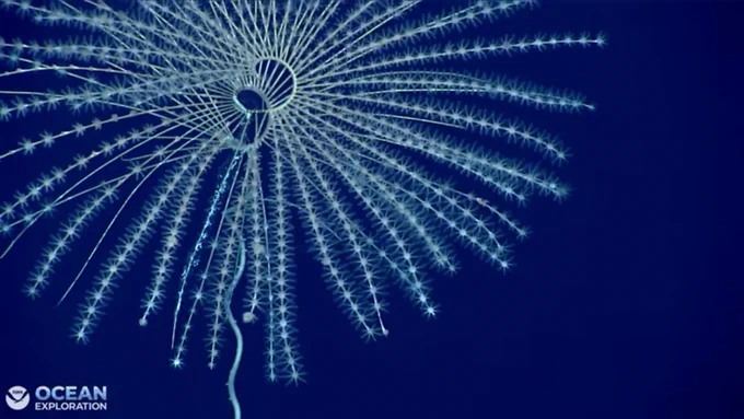 Caption: An Iridogorgia sp. coral seen on Dutton Seamount during the 2026 ROV Shakedown expedition on NOAA Ship Okeanos Explorer.

Alt text: A light-colored, deep-sea coral with delicate branches radiating in a wide, circular spiral pattern against a dark blue background.
