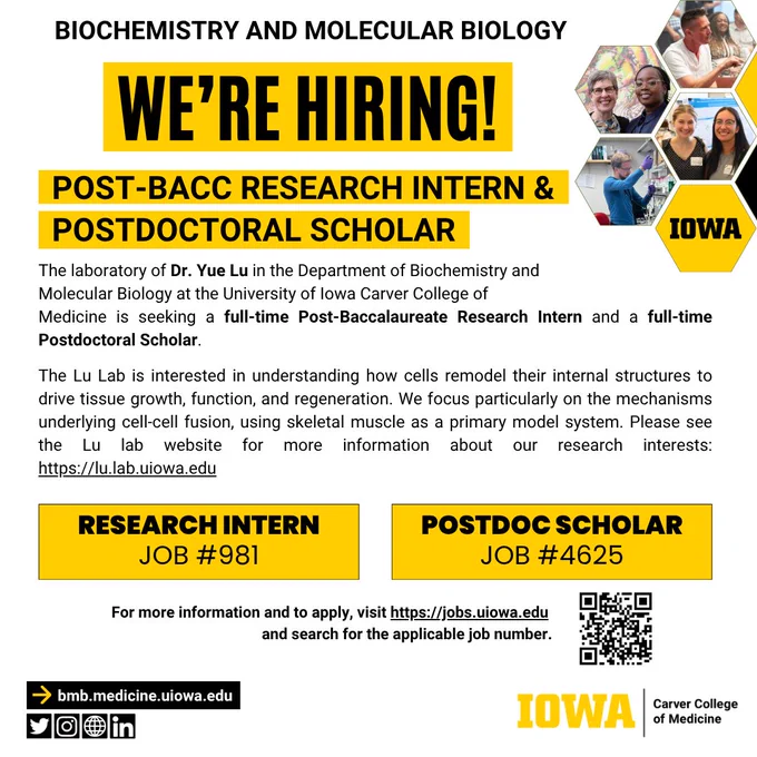 An image advertising two research positions in the Lu Lab at the University of Iowa. 