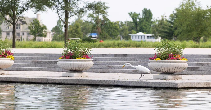 A large, white great egret moves along the paved shore of Post-Dispatch lake with the flower-filled decorative planters and steps of the Grand Basin behind them 