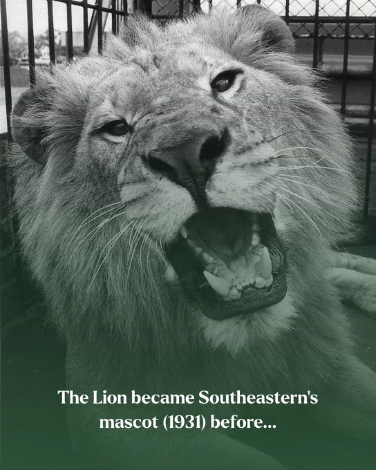 Black-and-white close-up photograph of a lion with its mouth open, showing its teeth. Text reads: "The Lion became Southeastern's mascot (1931) before..."