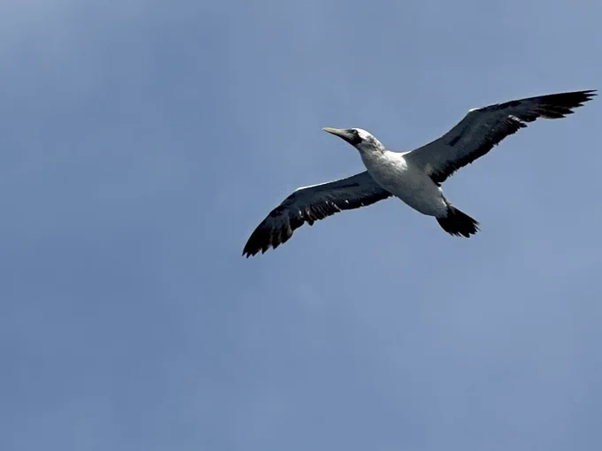 A brown and white seabird flying overhead.