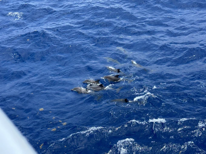 Top view of four dolphins coming out of the water with several more visible underwater nearby.