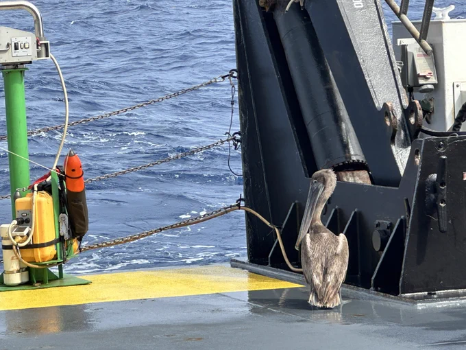 A brown pelican standing upright near machinery on the deck of a ship.