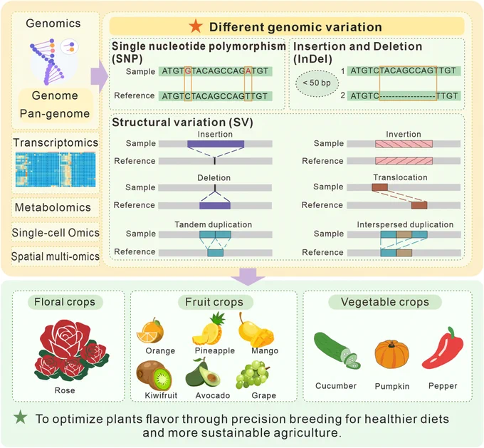 Diagram summarizing the review by Hu et al., exploring how genomic variation shapes plant flavor by altering the biosynthetic and regulatory pathways of key attributes like sweetness, acidity, bitterness, piquancy, astringency, and aroma. It also highlights how multi-omics, AI-assisted breeding, and gene editing can translate this knowledge into plants with improved flavor, nutrition, and sustainability.