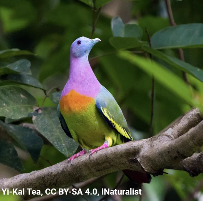 A photo of a perched on a branch. The bird is looking up and into the distance. It has a bluish head, a pinkish neck, an orange spot at the chest, and a green body.