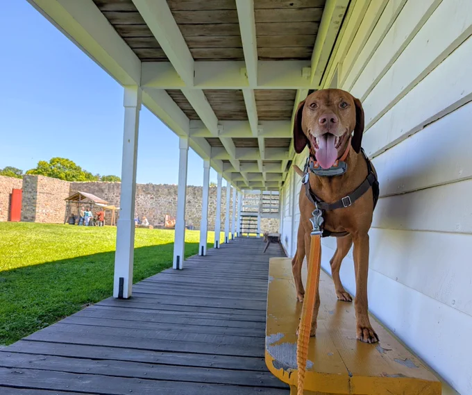 Vizsla dog Yonder standing on an orange bench at the barracks inside Fort Frederick.