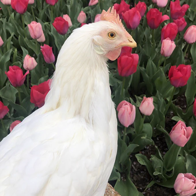 Chicken in front of tulips