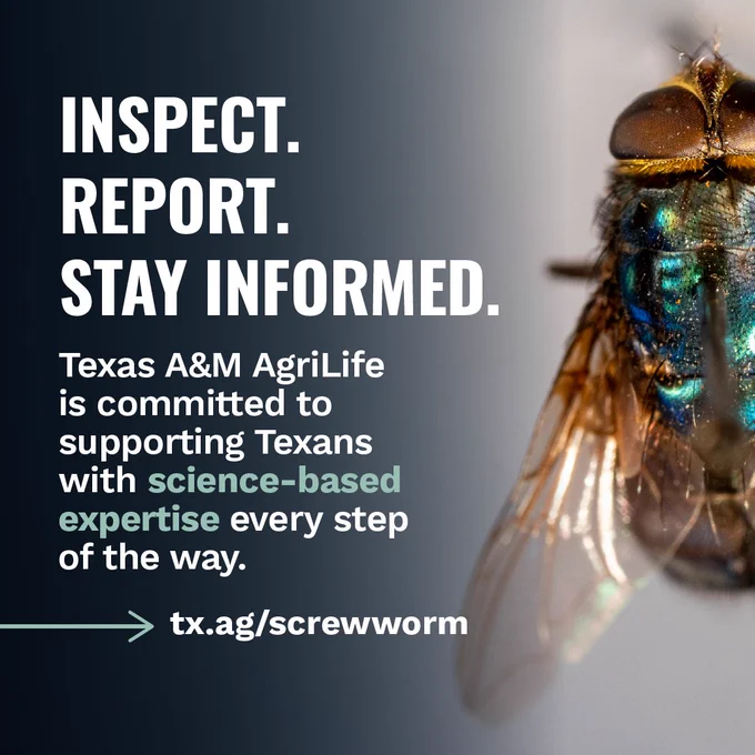 Close-up image of a fly with text: "INSPECT. REPORT. STAY INFORMED. Texas A&M AgriLife is committed to supporting Texans with science-based expertise every step of the way." A URL is provided: tx.ag/screwworm.