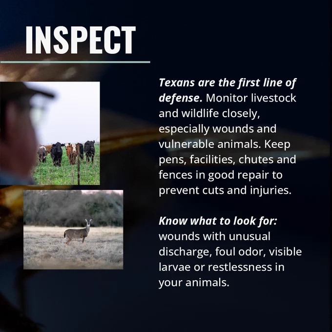 The image contains text emphasizing the importance of inspecting livestock and wildlife for injuries. The text advises monitoring pens, facilities, chutes, and fences. Images of cattle and a deer are included as examples.