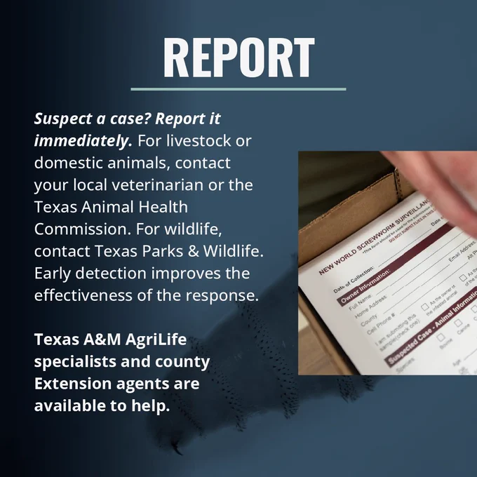 An informational graphic titled "Report" with text advising to report suspected cases immediately. It suggests contacting local veterinarians, Texas Animal Health Commission, Texas Parks & Wildlife, or county Extension agents for assistance. The graphic also mentions Texas A&M AgriLife specialists. A partial view of a survey in a cardboard box is visible.