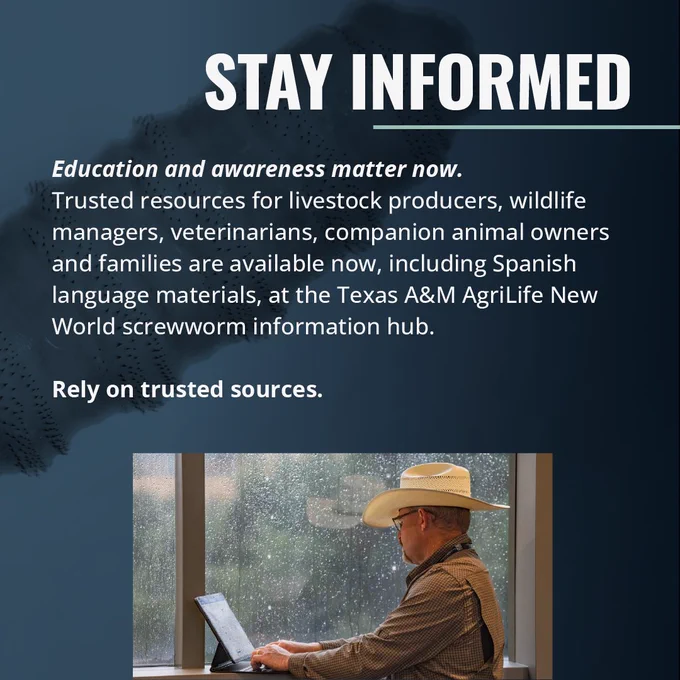 A person wearing a hat is seated at a desk, reading from a laptop. The background is a graphic with the title "Stay Informed" and information about resources at the Texas A&M AgriLife New World screwworm information hub.