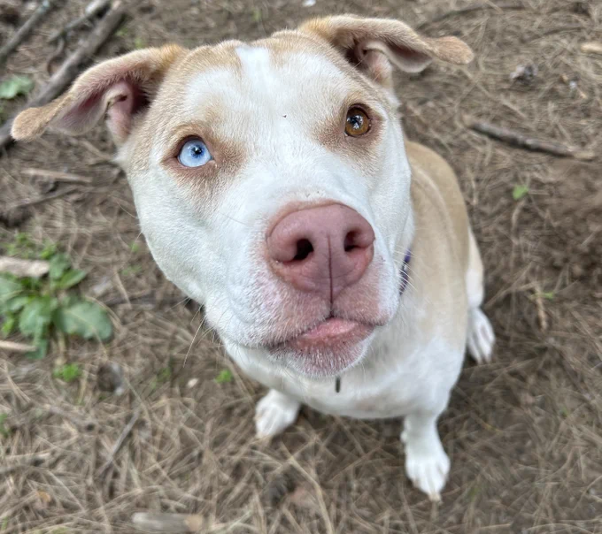 Silence, the dog