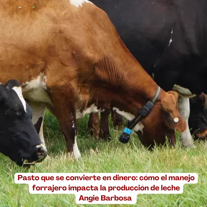 https://www.contextoganadero.com/ganaderia-sostenible/pasto-que-se-convierte-en-dinero-como-el-manejo-forrajero-impacta-la-produccion-de-leche