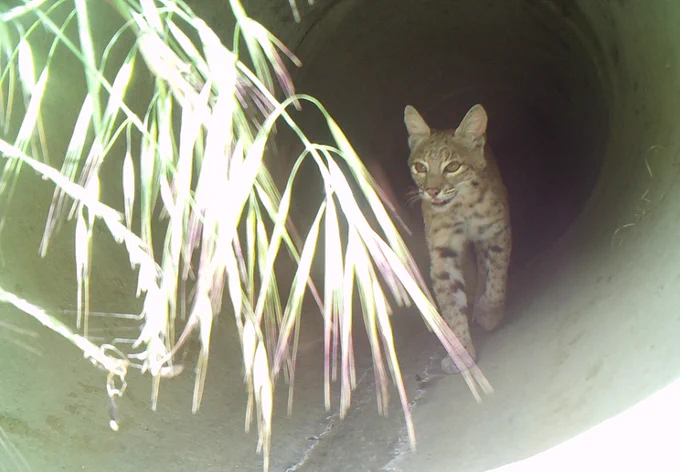 Bobcat walking through culvert during the day