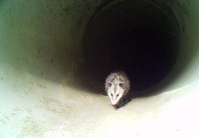 Possum walking through culvert during the day
