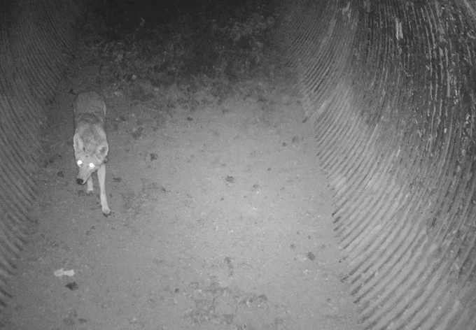 Coyote walking through culvert at night