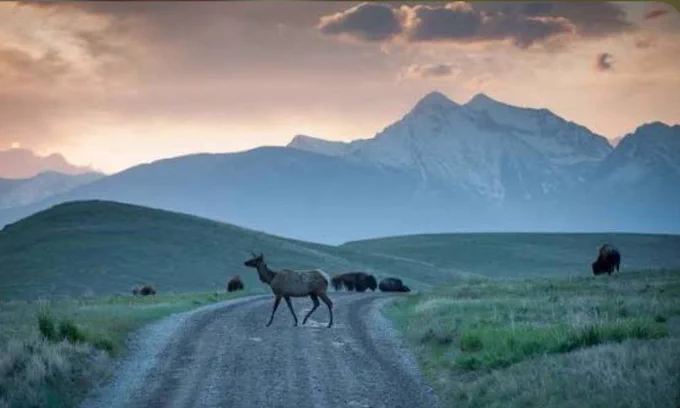 An elk crosses a winding gravel road through open Montana grasslands at dusk, with several bison grazing in the distance. Rolling hills lead to rugged blue-gray mountains beneath a cloudy evening sky, creating a peaceful scene of wildlife moving across a vast prairie landscape.