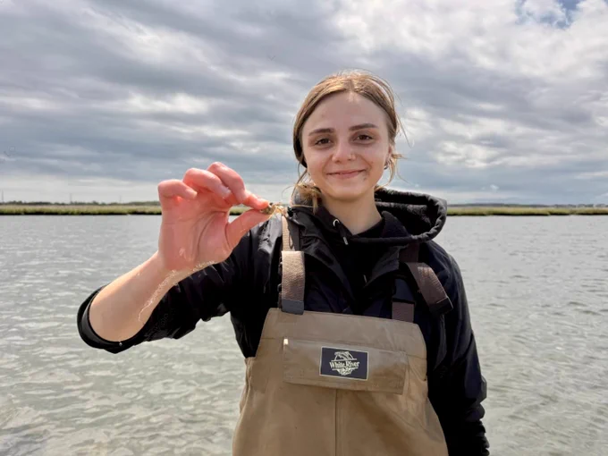 A DNREC scientist holding a critter in a tidal wetland.