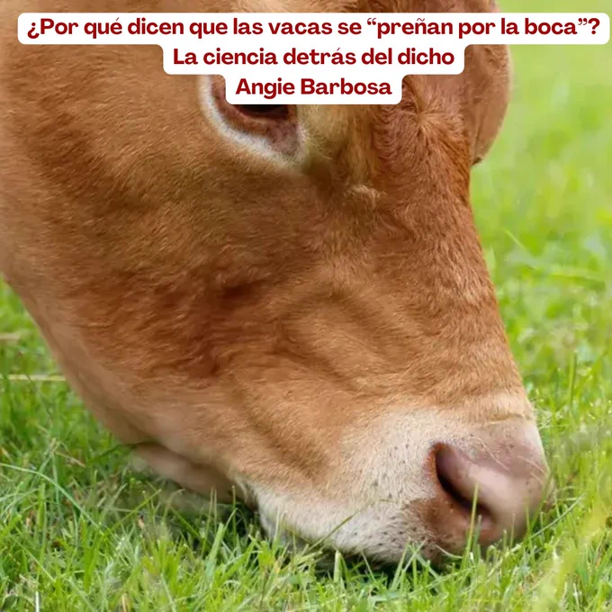 
https://www.contextoganadero.com/ganaderia-sostenible/por-que-dicen-que-las-vacas-se-prenan-por-la-boca-la-ciencia-detras-del-dicho