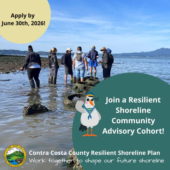 Group of people stand in the San Francisco Bay looking at oyster reef balls. Text reads, "Join a Resilient Shoreline Community Advisory Cohort! Apply by June 30th, 2026! Contra Costa County Resilient Shoreline Plan. Work together to shape our future shoreline."