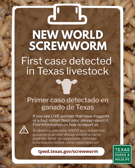 Close-up of New World Screwworm first Screwworm maggots. Text says New World Screwball first case detected in Texas livestock