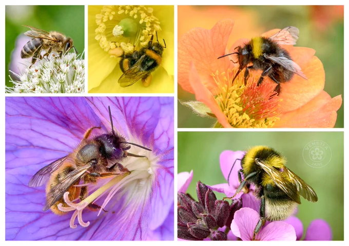 Collage of five close-up photographs showing bees visiting flowers. A honeybee gathers nectar from white Astrantia flowers, a bumblebee explores a yellow poppy, another bumblebee feeds on an apricot-coloured Geum bloom, a solitary bee rests within a purple geranium flower, and a bumblebee visits pink Erysimum blossoms.