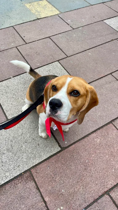 Picket pup
