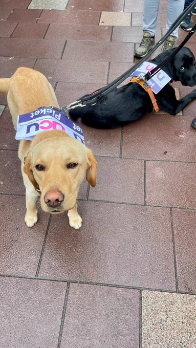 Picket pup