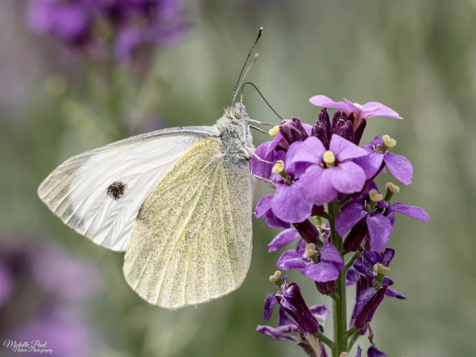 A Large White butterfly feeding from purple wallflowers in a garden. Its pale cream wings contrast beautifully with the flowers, while the background is softly blurred in pastel greens and purples.