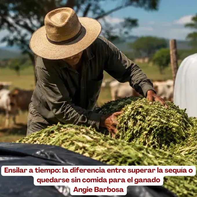 https://www.contextoganadero.com/ganaderia-sostenible/ensilar-a-tiempo-la-diferencia-entre-superar-la-sequia-o-quedarse-sin-comida-para-el-ganado