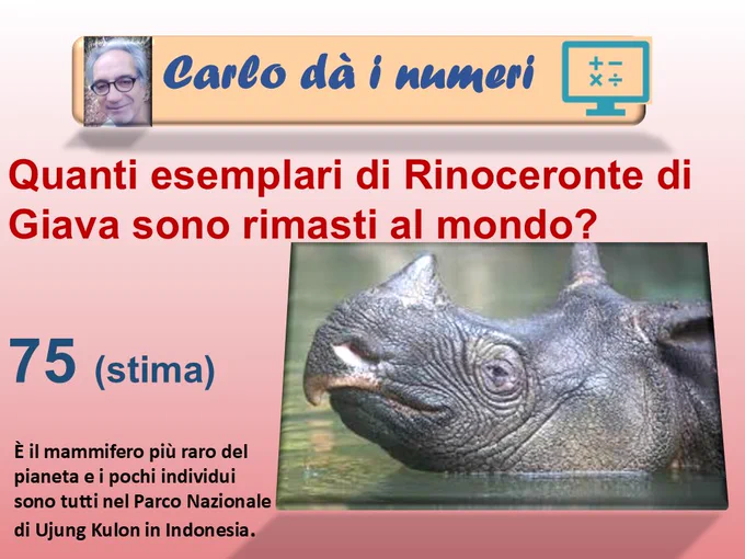 Quanti esemplari di Rinoceronte di Giava sono rimasti al mondo?
75 (stima).
È il mammifero più raro del pianeta e i pochi individui sono tutti nel Parco Nazionale di Ujung Kulon in Indonesia.