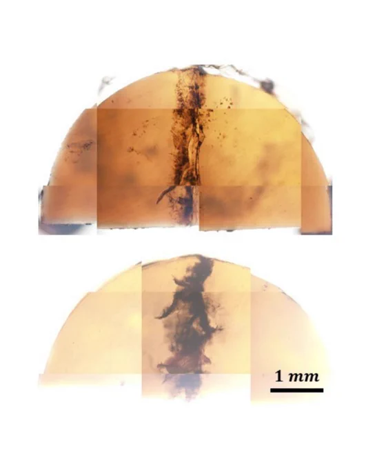 Representative images of the articular surface of two impacted samples. Cracks were visualized by wiping the articular surface with India ink.
