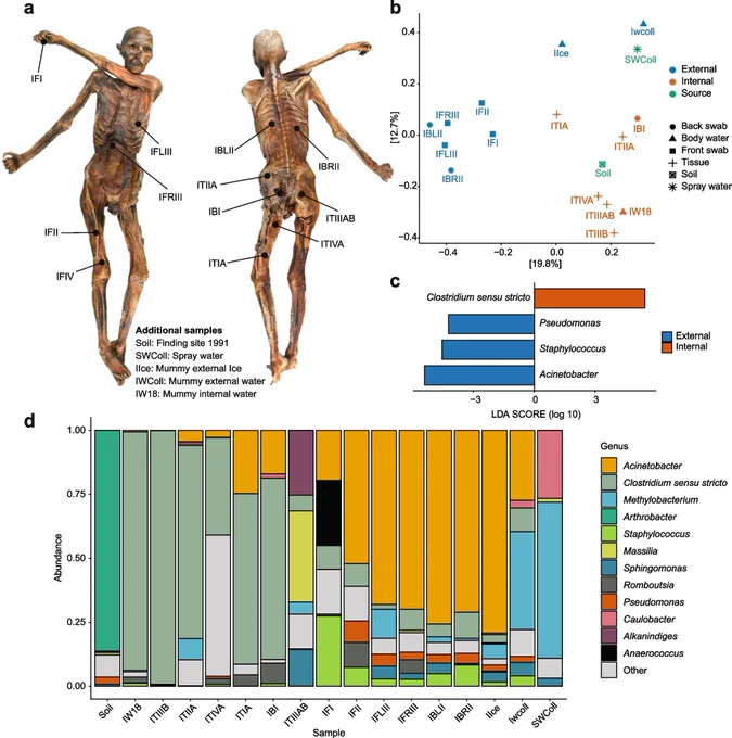 Fig. 1
Culture-independent analysis of the Iceman microbiome. a Anatomical sampling sites on the Iceman’s body (front and back views). Swab samples were collected from specific locations (labeled IFI–ITIVA). Additional samples were included in the analysis: Soil, soil collected from the finding site in 1991; SWColl, spray water that is being used for humidity regulation of the mummy; IIce, the external ice blocks covering the mummy before defrosting; IWColl, the thawed water during the defrosting process; IW18, the thawed internal water of the mummy. Further details of the samples are provided in Table S1. b Principal coordinates analysis (PCoA) at the 16S rRNA ASV-level, based on weighted Bray-Curtis distances. Different colors refer to sample depths: External, samples that were in contact with the outer body parts; Internal, internal swabs, tissue samples, and internal water; and source, potential source samples (i.e., soil and spray water). c Effect of sample group (i.e., internal o