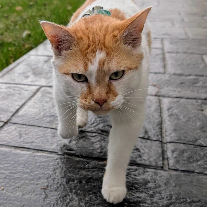 Cheddar walks towards the camera with a serious expression on his face. 
