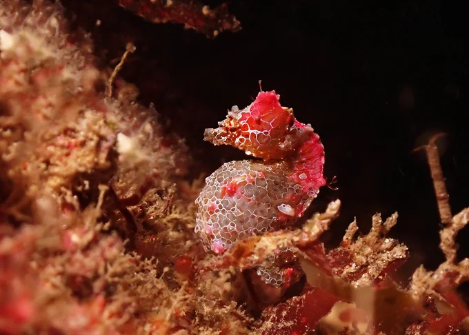 Hachijojima, concolor, nitrox, Japanese pygmy seahorse, Hippocampus japapigu, macro photography, scubadiving